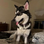 Un Alusky assis sur un lit et portant un collier autour du cou