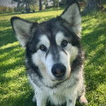 Un Alusky assis sur une surface herbacée 