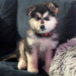 Un chiot Alusky assis sur un canapé et portant un collier autour du cou