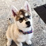 Un Alusky assis sur un sol carrelé et portant un collier autour du cou