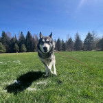 Un Alusky sur une surface gazonnée et qui est tenu en laisse 