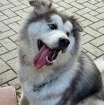 Un Alusky ayant la langue pendante et portant un collier autour du cou