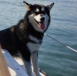 Un Alusky sur un bateau et qui est tenu en laisse 