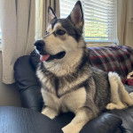 Un Alusky allongé sur un canapé et tirant la langue 