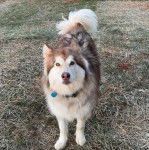 Un Alusky sur une surface herbacée et portant un collier autour du cou