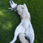 Un Alusky allongé sur une surface gazonnée et qui est tenu en laisse 