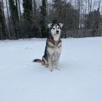 Un Alusky assis sur une surface enneigée et portant un collier autour du cou