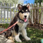 Un Alusky ayant la langue pendante et qui est tenu en laisse