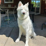 Un Alusky assis sur une surface bétonnée 
