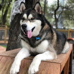 Un Alusky portant un collier autour du cou et ayant la langue pendante