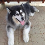 Un Alusky allongé sur un sol carrelé et ayant la langue pendante 