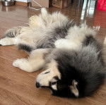 Un Alusky allongé sur un plancher et semblant détendu 