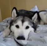 Un Alusky allongé et regardant vers la caméra 