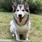 Un Alusky assis sur un terrain herbeux et ayant la langue pendante 
