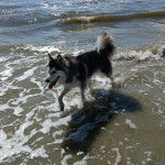 Un Alusky marchant dans l'eau de mer 