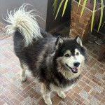 Un Alusky sur un sol carrelé et ayant la gueule ouverte 