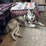 Un Alusky allongé sur une moquette et ayant la langue pendante 