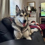 Un Alusky allongé sur un canapé et tirant la langue 