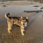 Un Alusky sur un sol sableux 