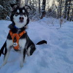 Un Alusky assis sur une surface enneigée et portant un harnais 