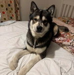 Un Alusky allongé sur un lit et regardant vers la caméra 