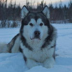 Un Alusky allongé sur une surface enneigée 