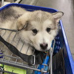 Un chiot Alusky allongé dans un caddie 