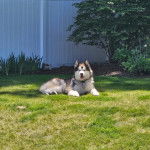 Un Alusky allongé sur une surface gazonnée et portant un collier autour du cou 