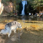 Un Alusky dans l'eau et qui est tenu en laisse 