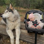 Un Alusky allongé sur un banc en bois à côté d'un bébé 