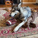 Un Alusky allongé sur un tapis et tirant la langue 