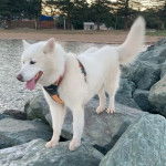 Un Alusky sur un rocher et portant un harnais 