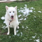 Un Alusky tirant la langue et portant un collier autour du cou