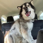 Un Alusky assis sur la banquette arrière d'une voiture 