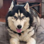 Un Alusky tirant la langue et portant un collier autour du cou