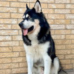 Un Alusky assis sur une surface bétonnée et ayant la langue pendante 