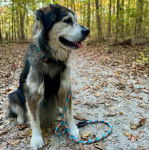 Un Alusky assis sur un sol jonchés de feuilles mortes et qui est tenu en laisse 