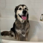 Un Alusky assis sur dans une baignoire et tirant la langue 