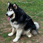 Un Alusky ayant la langue pendante et qui est tenu en laisse 