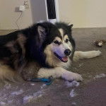 Un Alusky allongé sur une moquette et semblant détendu