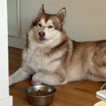 Un Alusky allongé sur un plancher 