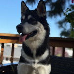 Un Alusky assis et tirant la langue 