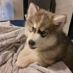 Un Alusky allongé et semblant détendu 