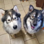 Deux Alusky assis sur un sol carrelé et semblant tous deux détendus