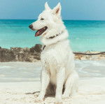 Un Alusky assis sur une surface sableuse et qui est tenu en laisse