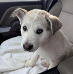Un Alusky assis sur le siège d'une voiture et regardant vers la caméra 
