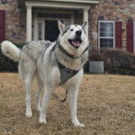 Un Alusky sur une surface gazonnée et qui est tenu en laisse 
