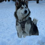Un Alusky sur une surface enneigée et portant un harnais 