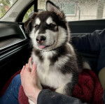 Un Alusky dans les bras d'une personne et tirant la langue 