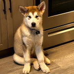 Un Alusky assis sur un plancher et portant un collier autour du cou